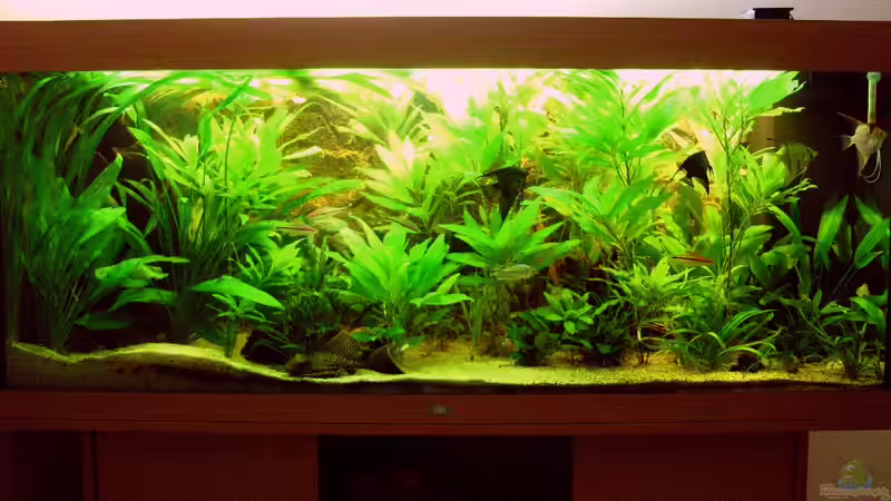 11.09.2010 von FranklinXQ (1)