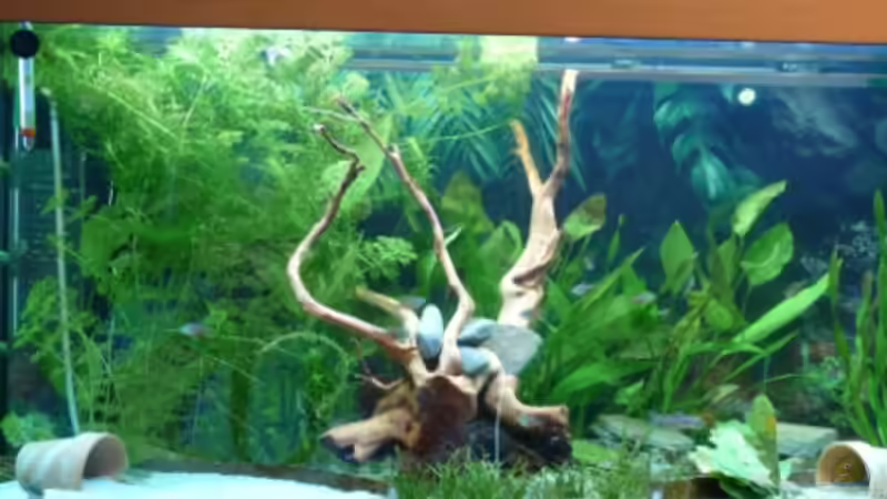 11.10.jetzt mit wurzel von Volker Roedenbeck (3)