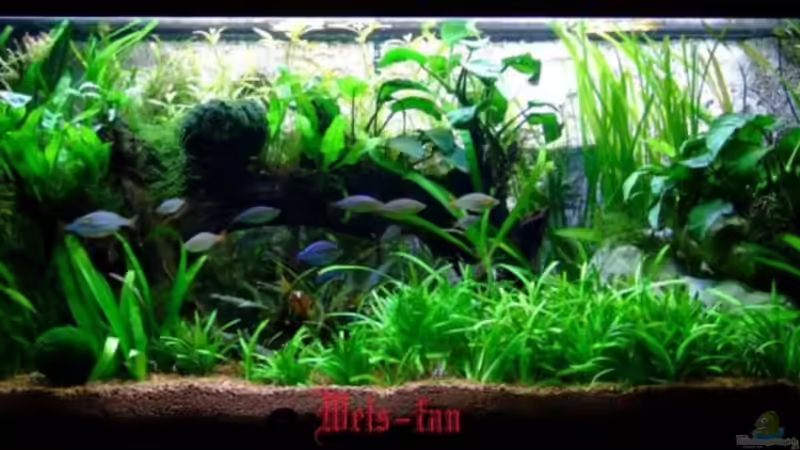 11.11.08 von Wels-fan (6)