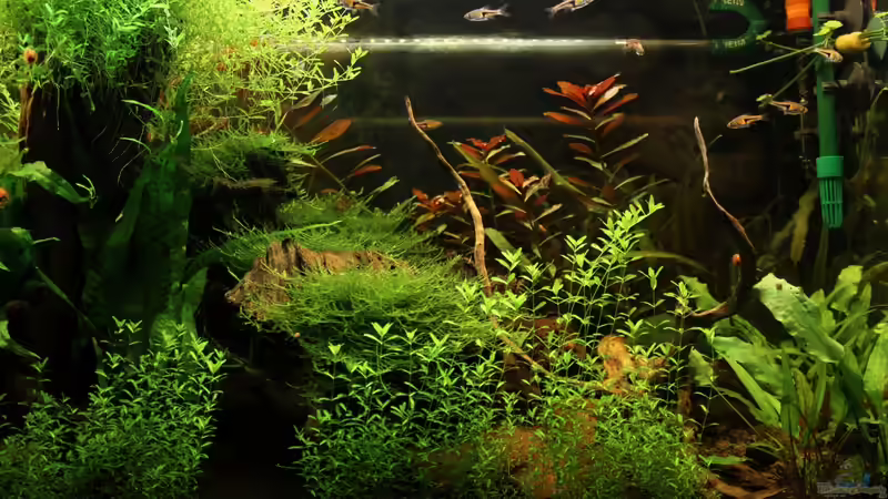 11.12.12. rechter Teil von Annika (5)