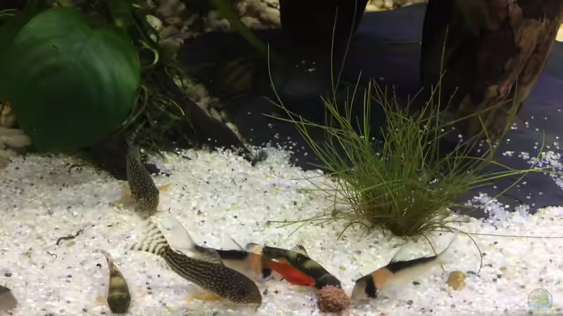 11.12.15 von .Andreas. (97)