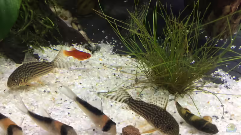 11.12.15 von .Andreas. (98)