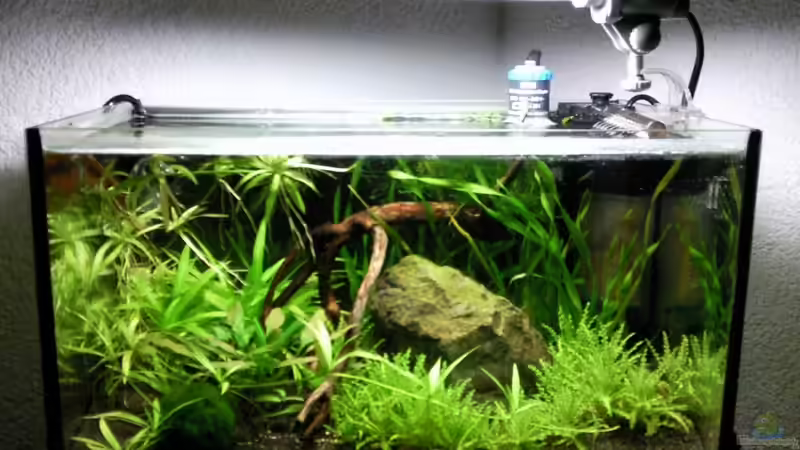 11.12.2009 (Gewinnerbild) von lützkopf (13)