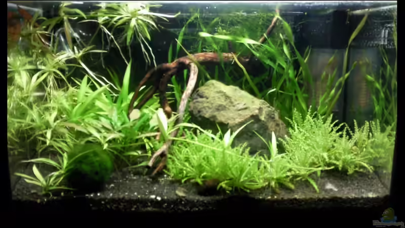 11.12.2009 von lützkopf (10)