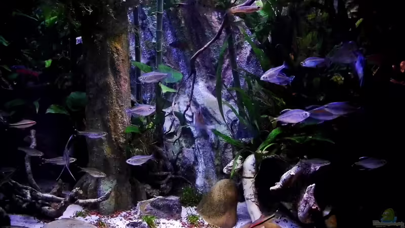 11.12.2013 von snooze (10)