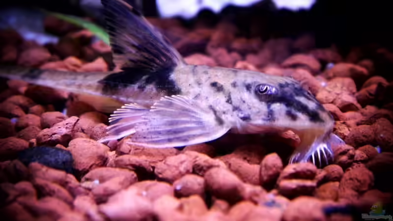 11.12.2013 von snooze (86)