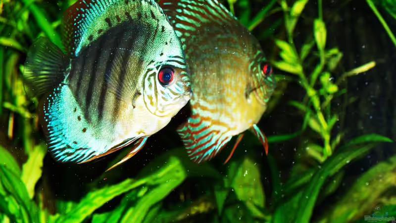 11/2010 von peaches (11)