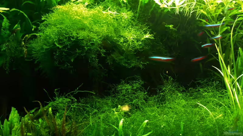 11/2010 von peaches (16)