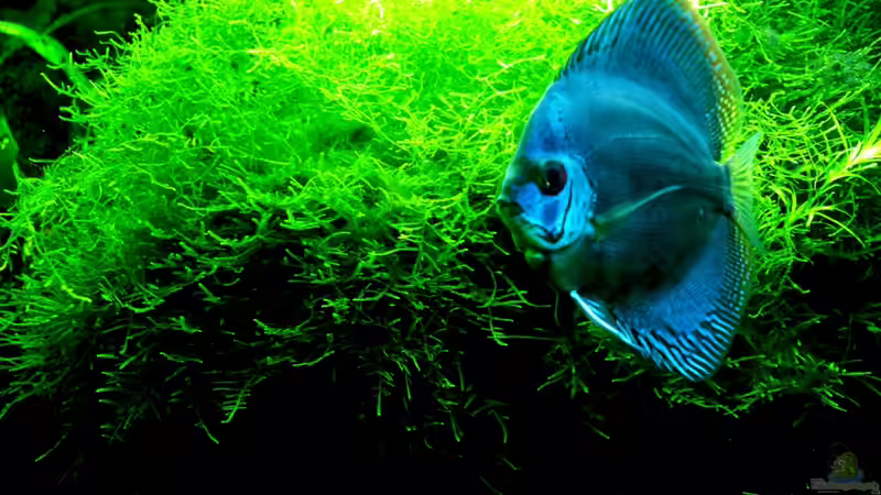 11/2010 von peaches (17)