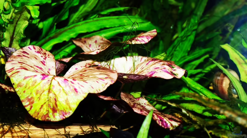 11/2010 von peaches (18)