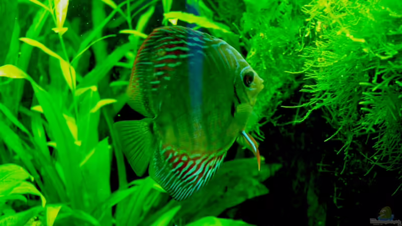 11/2010 von peaches (19)