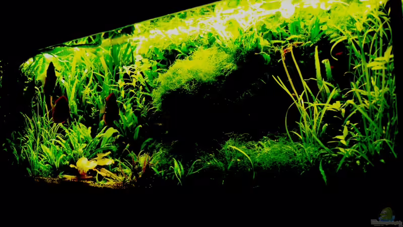 11/2010 von peaches (7)