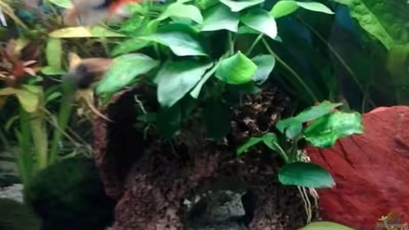 11/2013 Anubias nana auf Lavastein, Wasserkelch, Mooskugeln von Jody Wynn (18)