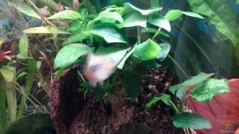 11/2013 Anubias nana auf Lavastein von Jody Wynn (19)