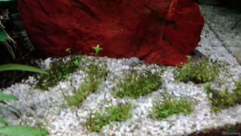 11/2013 Perlkraut, getrennt, neu gepflanzt von Jody Wynn (17)