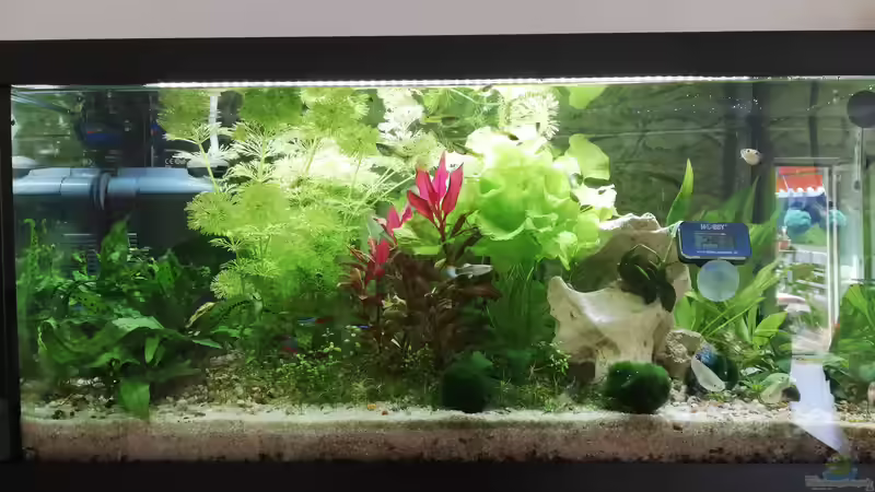 11/2020  von KleinerFisch (11)