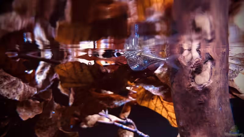 11/2020 marmorierter Beilbauchsalmler von DiskusMummy (103)