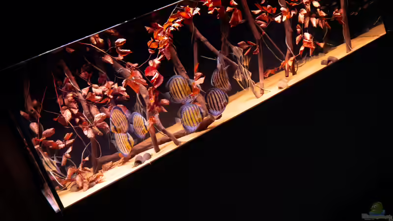 11/2020 von DiskusMummy (2)