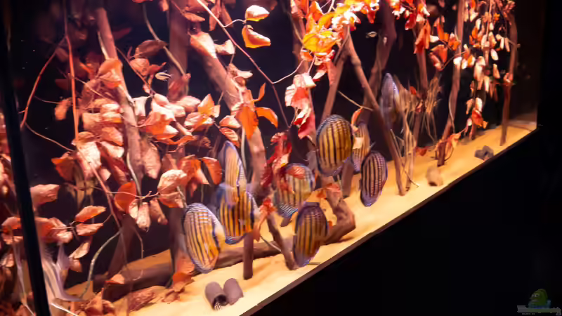 11/2021 von DiskusMummy (3)