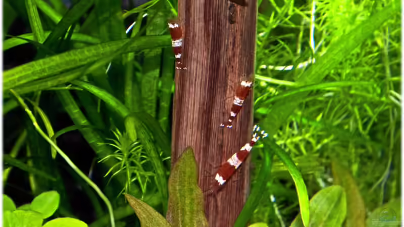 11.3.11 von Ralf64 (49)