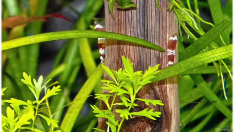 11.3.2011 von Ralf64 (47)