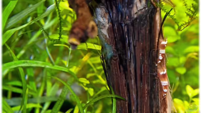 11.3.2011 von Ralf64 (48)