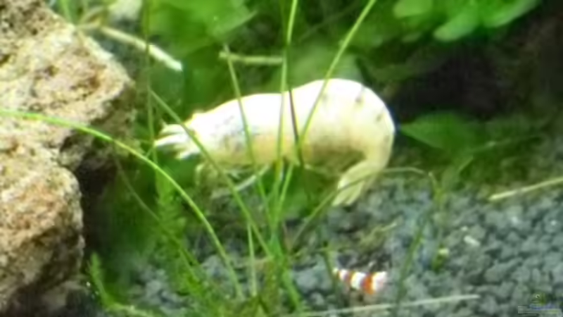 11.6.2010 --- Hilfe das ist doch nicht Mama !!! von Mats (47)