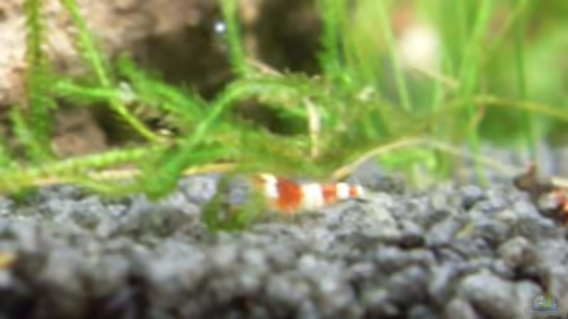 11.6.2010 Baby Cristal Red von Mats (48)