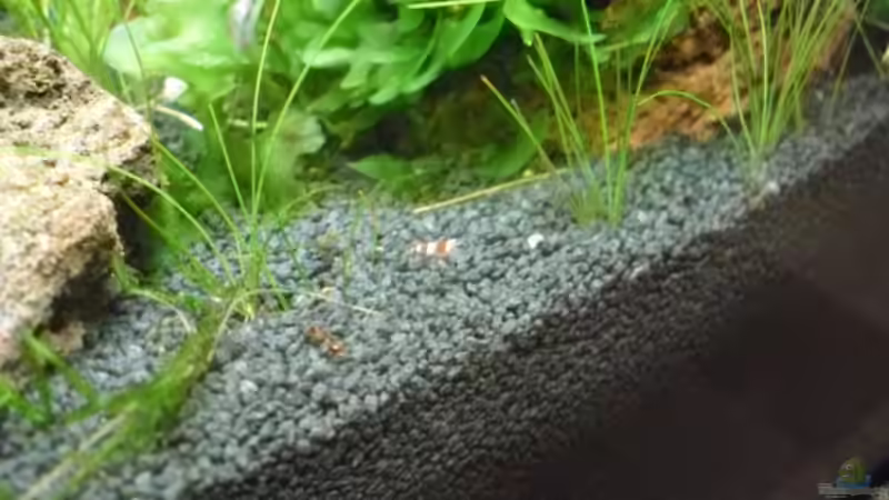 11.6.2010 Nachwuchs Cristal Red - Wo ? von Mats (46)