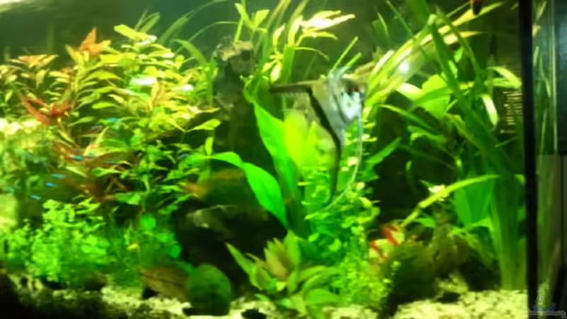 11.9.2010 von Wirbellose (5)