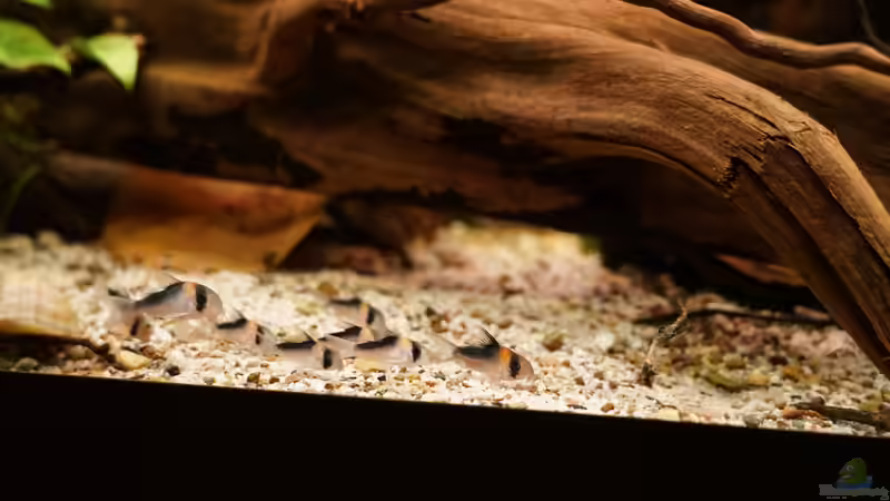 11 Adolfoi Panzerwelse von Jonas B. (60)