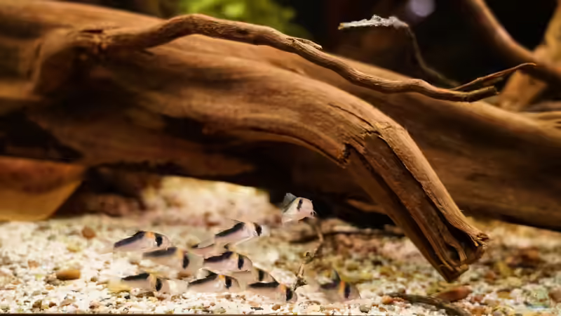 11 Adolfoi Panzerwelse von Jonas B. (61)