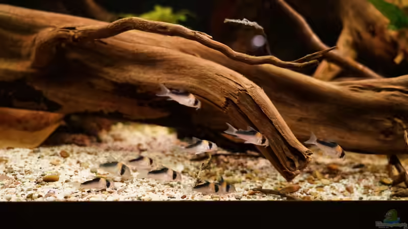 11 Adolfoi Panzerwelse von Jonas B. (62)