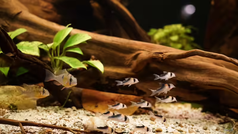 11 Adolfoi Panzerwelse von Jonas B. (63)