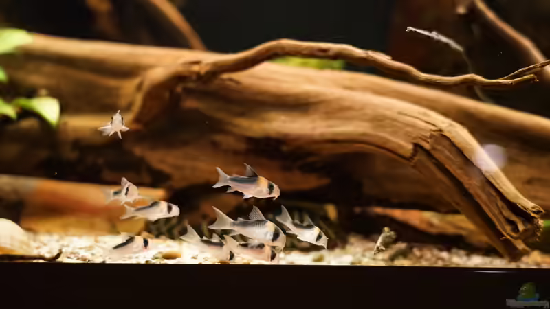 11 Adolfoi Panzerwelse von Jonas B. (64)