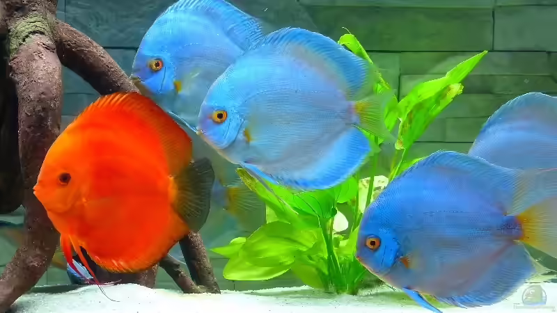 11 große Stendker Diskusfische im 450 Liter Becken von Diskus-Direkt