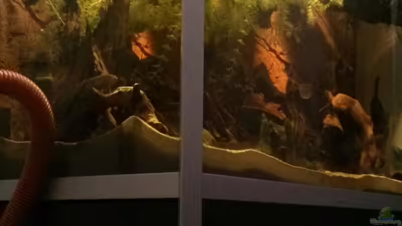 11.Nov.2016 es wuchert so langsam ;) von AquaTobi90 (23)