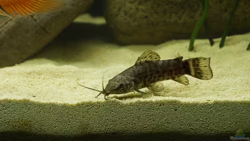 11 von Birkenzeisig (16)