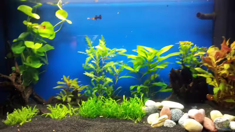 110 l Gesellschaftsbecken