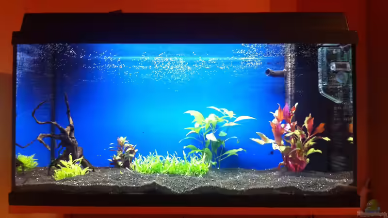 110 l Klassisches Gesellschaftsbecken  von Shiml