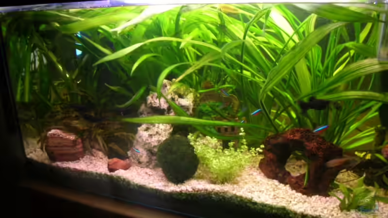 112 L Gesellschaftsbecken von Lousiana (1)