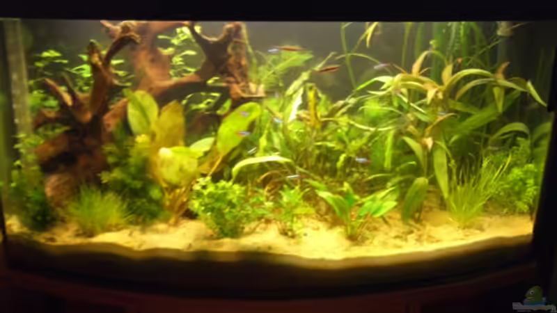 112 L von Alexander Goldschmidt (1)