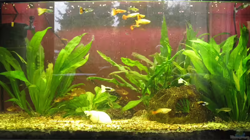 112 Liter Becken von huhu (2)