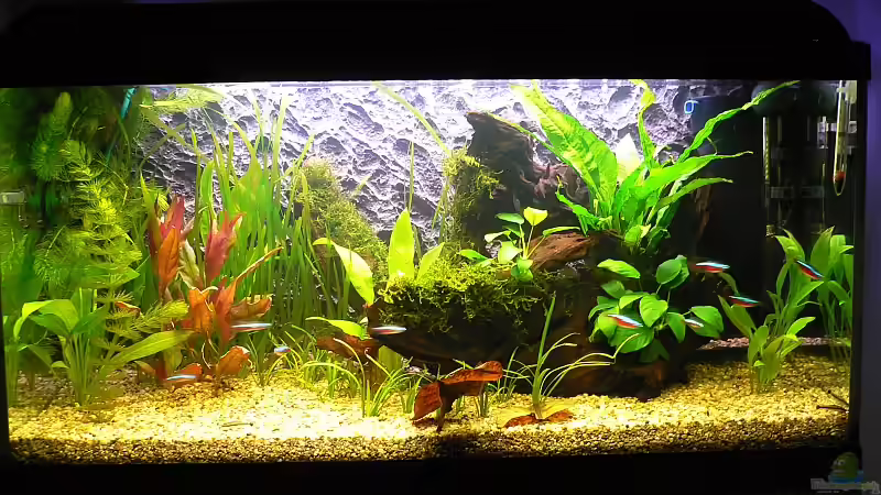 112 Liter Gesellschaftsbecken von Thomas D. (1)