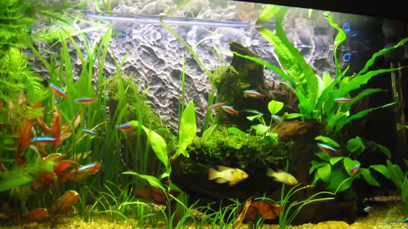 112 Liter Gesellschaftsbecken von Thomas D. (2)