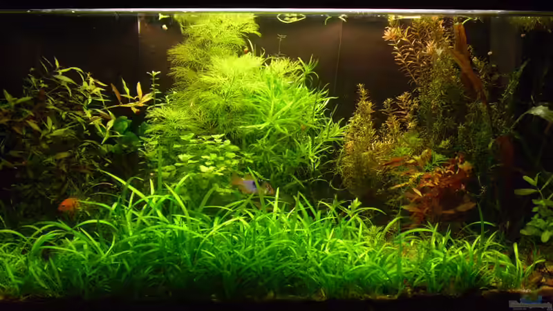 112er im Februar 2010 von Eona