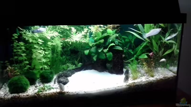 12/.2013 von Jody Wynn (7)