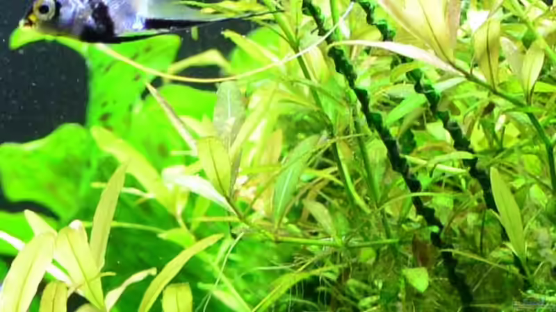 12. Dauerwellen Hakenlilie von Daniela (17)