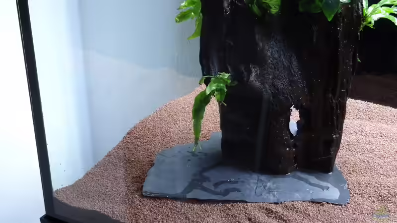 12.) Wurzel 1 mit Schieferplatte von coachdriver_uwe (13)