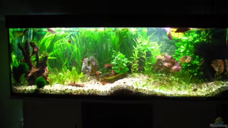 12.01.08 von Oliver Czaika (5)